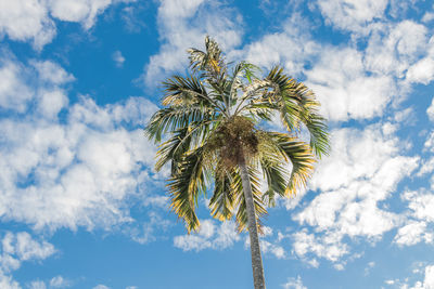 Low angle view of palm tree against blue sky