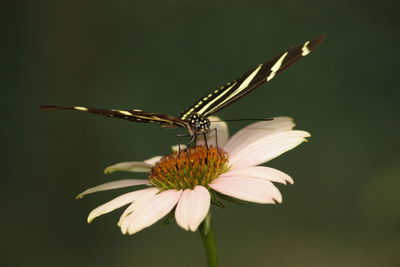 Close-up of butterfly pollinating on white flower 