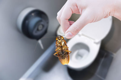 Cropped hand holding dead cockroach over toilet bowl