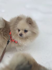 Portrait of a dog on snow