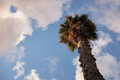 Low angle view of palm tree against sky