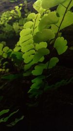 High angle view of plant growing on field