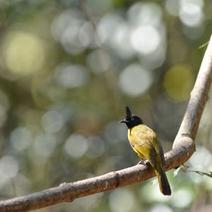 Close-up of bird perching on branch