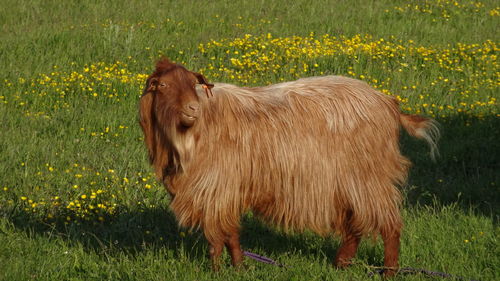 Highland cattle standing on field