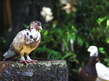 Strange black pigeons, eat all kinds of strange food