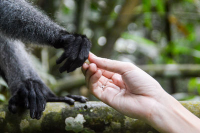 Close-up of hand holding leaf