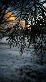 Close-up of branches during sunset