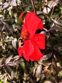 Close-up of red hibiscus blooming outdoors