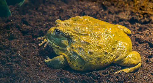 Close-up of frog on rock