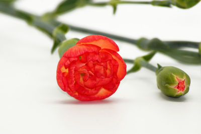 Close-up of red rose on plant