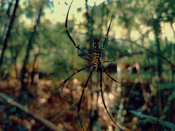 Close-up of dragonfly on plant