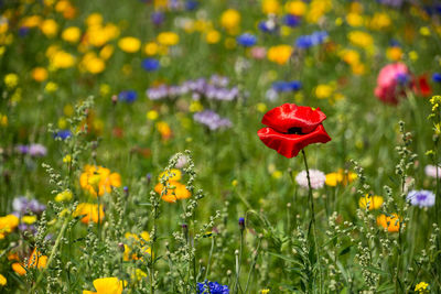 Close-up of red poppy flowers in field