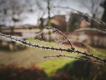 Close-up of spider on web