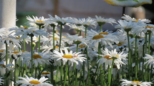 Close-up of white daisy flowers blooming outdoors