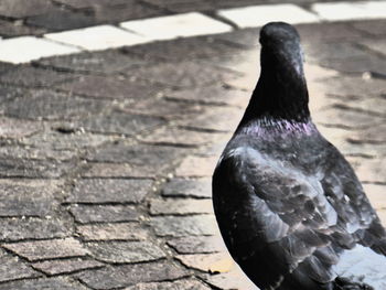 Close-up of bird in water