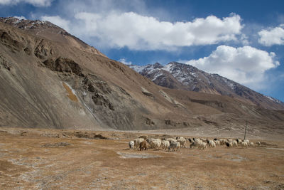 View of a horse on landscape