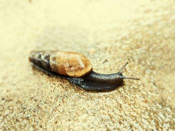 Close-up of snail on land