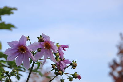 Low angle view of pink flowering plant against clear sky