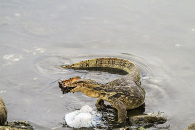 High angle view of frog swimming in lake