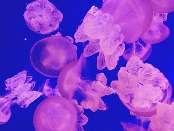 Close-up of jellyfish in aquarium