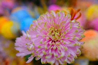 Close-up of pink flowering plant