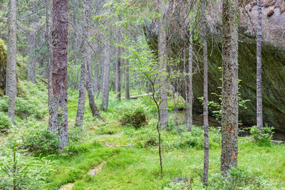 Trees in forest