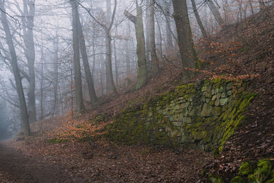 Trees in forest