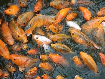 High angle view of koi carps swimming in pond