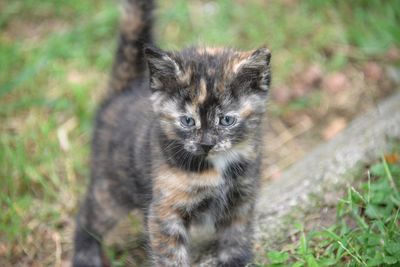 Portrait of calico kitten