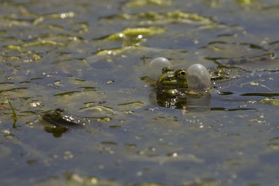 High angle view of duck swimming in lake