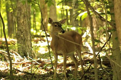Deer standing in a forest