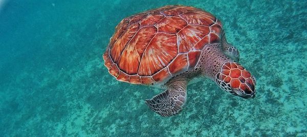 Turtle swimming in sea