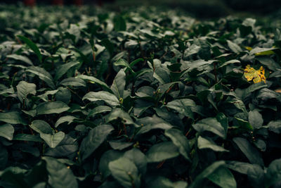 Full frame shot of flowering plants on field