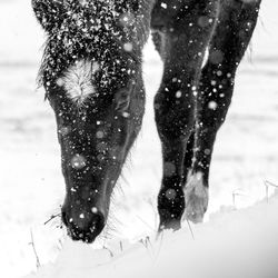 Low section of horse on snow field