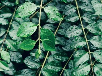 Close-up of raindrops on leaves