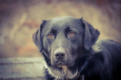 Close-up portrait of black dog