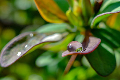 Close-up of wet plant