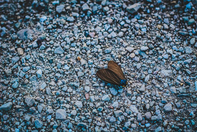 High angle view of butterfly on pebbles