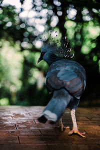 Close-up of bird perching on wood