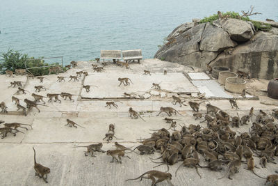 High angle view of birds in sea