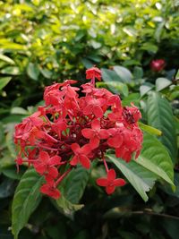 Close-up of red flowers blooming in park