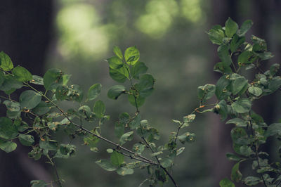 Plants growing outdoors