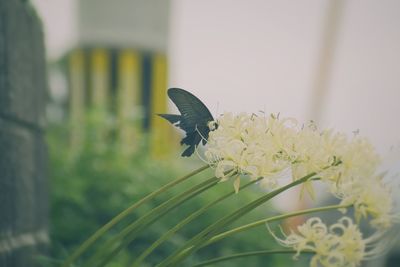 Close-up of butterfly pollinating on flower