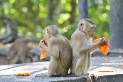 Monkey eating outdoors