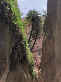 Trees growing in forest