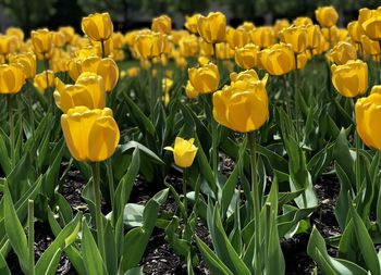 Close-up of yellow tulips