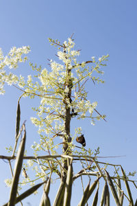 Low angle view of bird perching on tree against clear blue sky