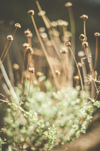 Close-up of plants growing on field