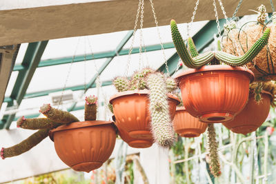 Low angle view of potted plants hanging on ceiling