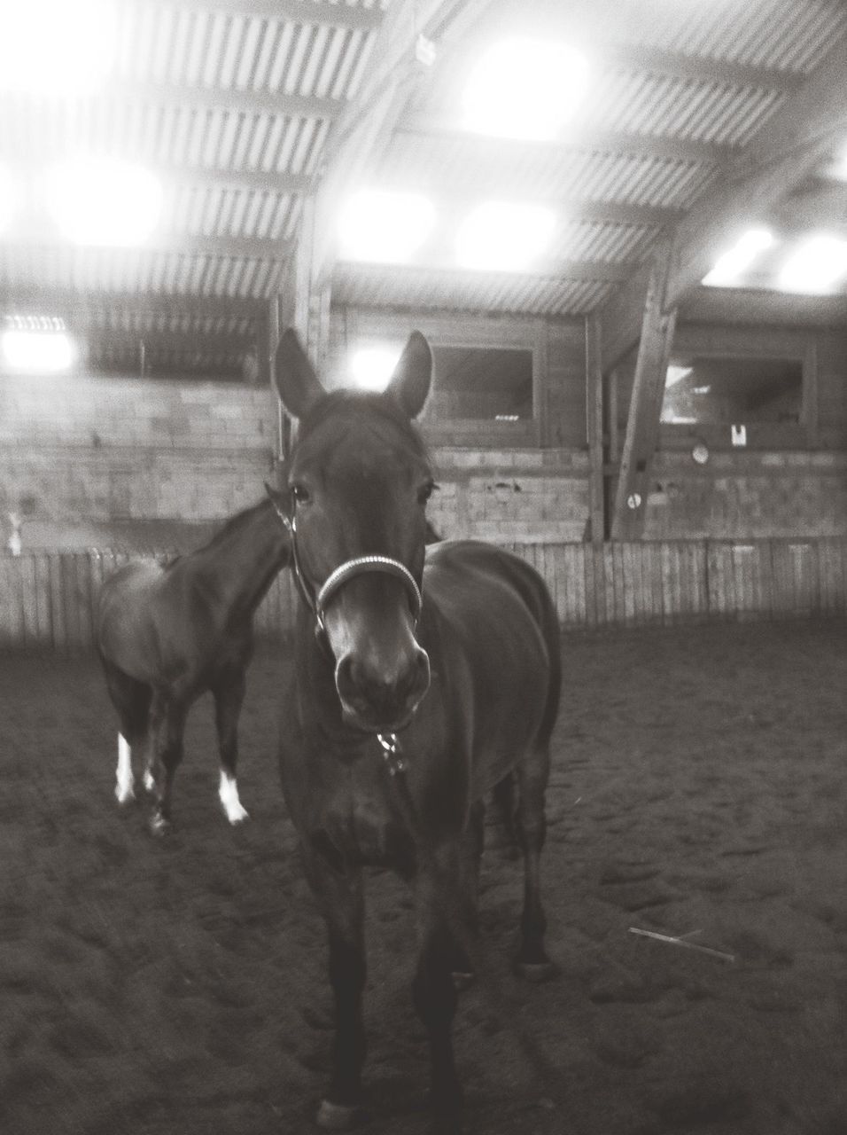 domestic animals, animal themes, mammal, pets, dog, one animal, indoors, two animals, full length, horse, standing, livestock, walking, togetherness, men, illuminated, built structure, night, sunlight